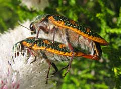 Stigmodera roei jewel beetle mating on melaleuca heugelii 