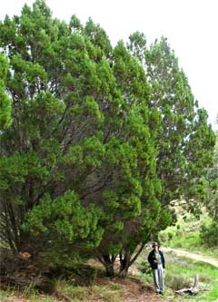 Callitris preissii Rottnest Island Pine mature tall threatened ecological community