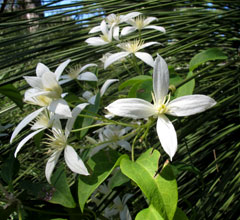 Acacia cyclops blossom